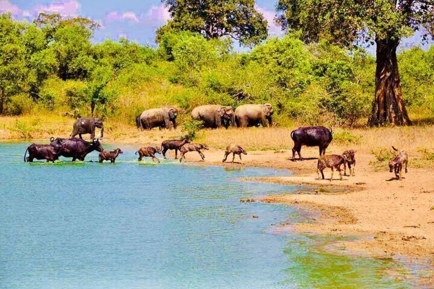 Udawalawe National Park Wild Life