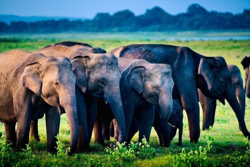 Udawalawe National Park Elephants