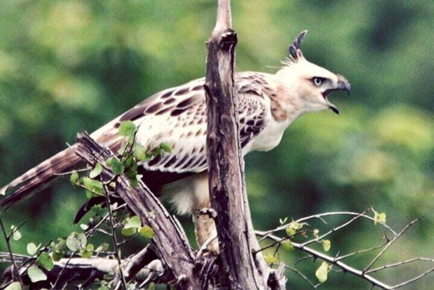 Udawalawe National Park Birds