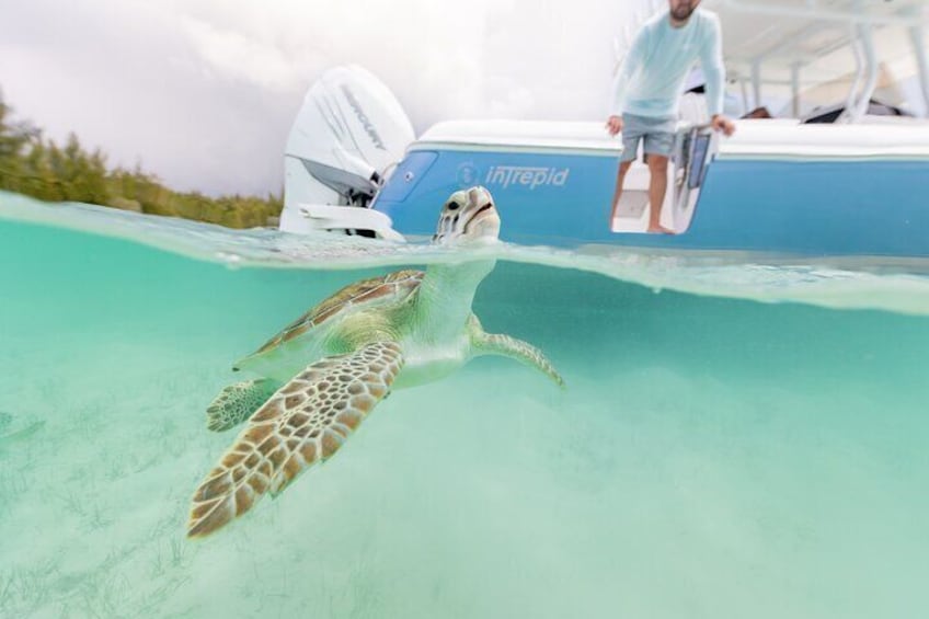 Swim with the Turtles: Dive into Harbour Island's crystal-clear waters for a once-in-a-lifetime experience swimming alongside majestic sea turtles.