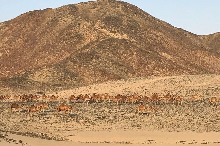 Morning Desert Safari with Quad Bike Tours Jeddah 