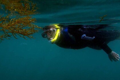 Kayak and Snorkelling Adventure in Arrabida