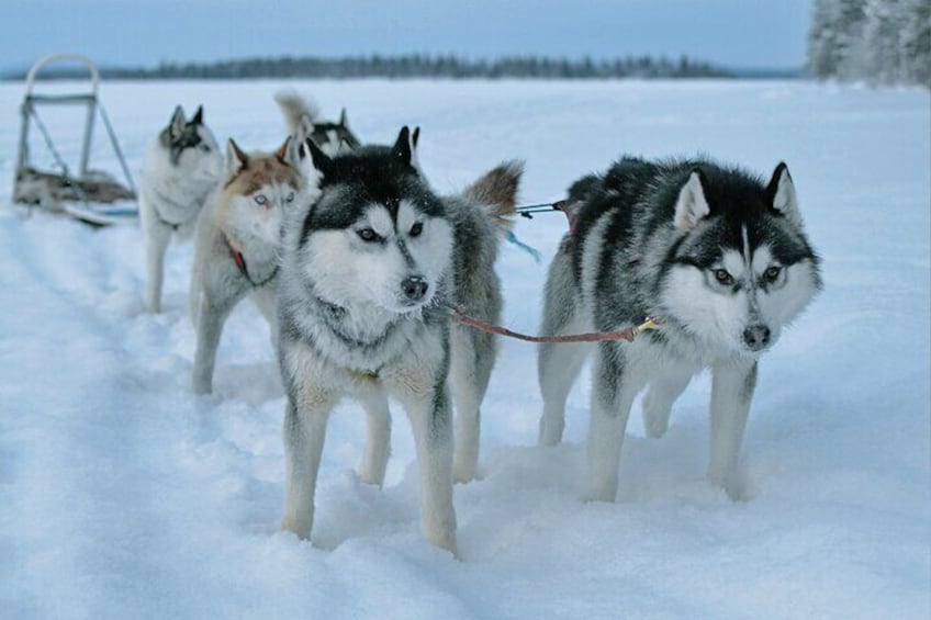5km Self Driven Husky Sled Adventure in Rovaniemi
