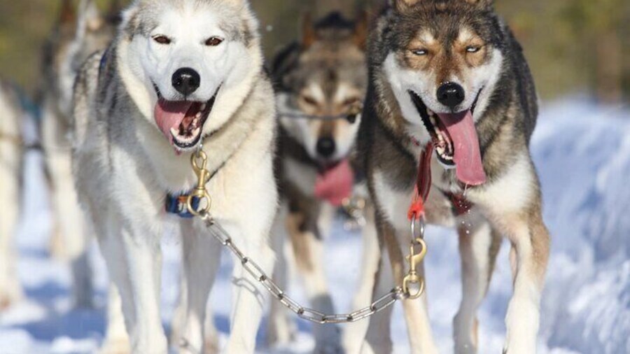 7km Self Driven Husky Sled Adventure in Rovaniemi