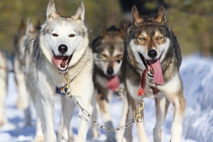 7km Self Driven Husky Sled Adventure in Rovaniemi