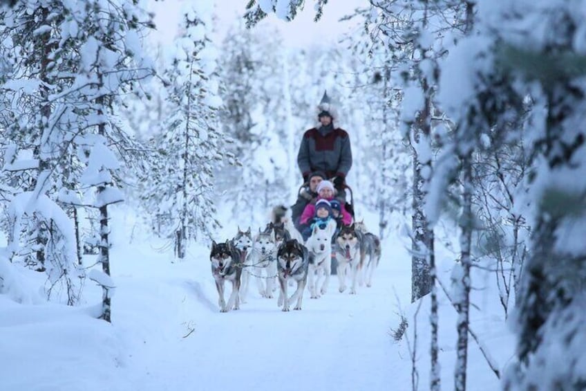 5km Self Driven Husky Sled Adventure in Rovaniemi