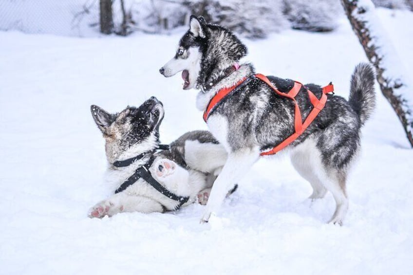 5km Self Driven Husky Sled Adventure in Rovaniemi