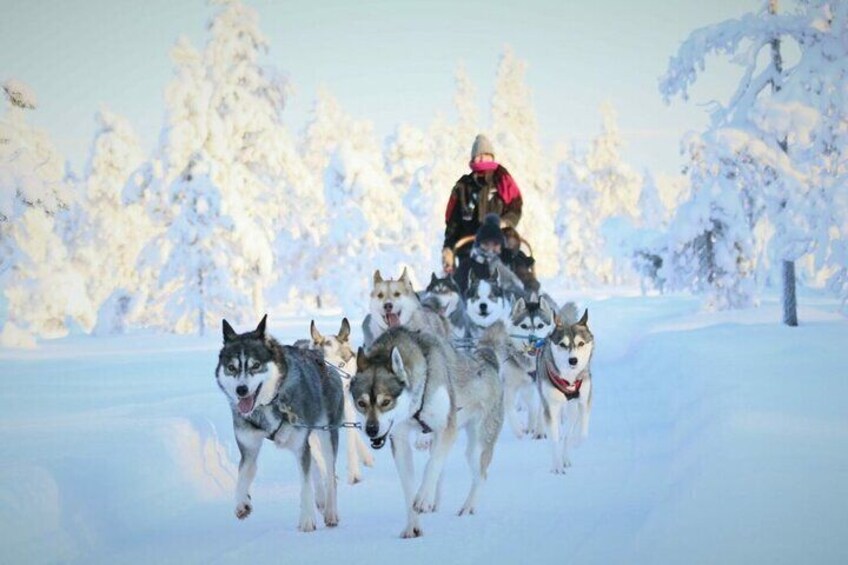 7km Self Driven Husky Sled Adventure in Rovaniemi