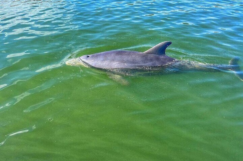 Island Head Dolphin Tour, Hilton Head Island 