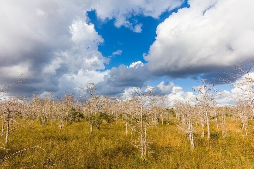 Big Cypress National Preserve Self Guided Driving Audio Tour