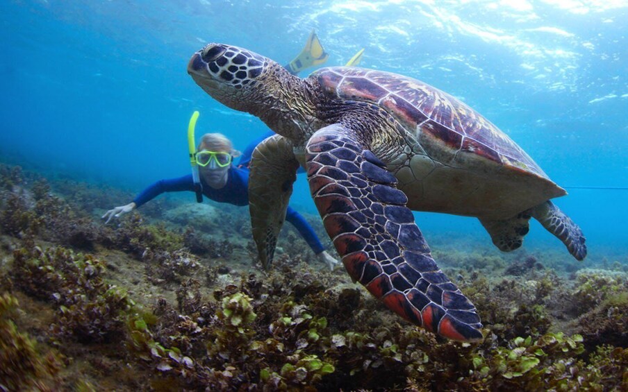 Fujairah: Snorkeling and Watersports at Snoopy Island