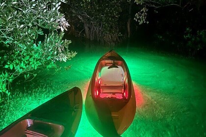 Night Mangroves LED Tour on a Glass Bottom Kayak
