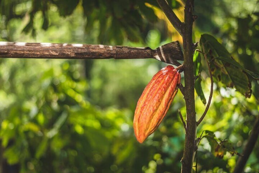 Project Chocolat Bean to Bar Experience from Hotel Chocolat