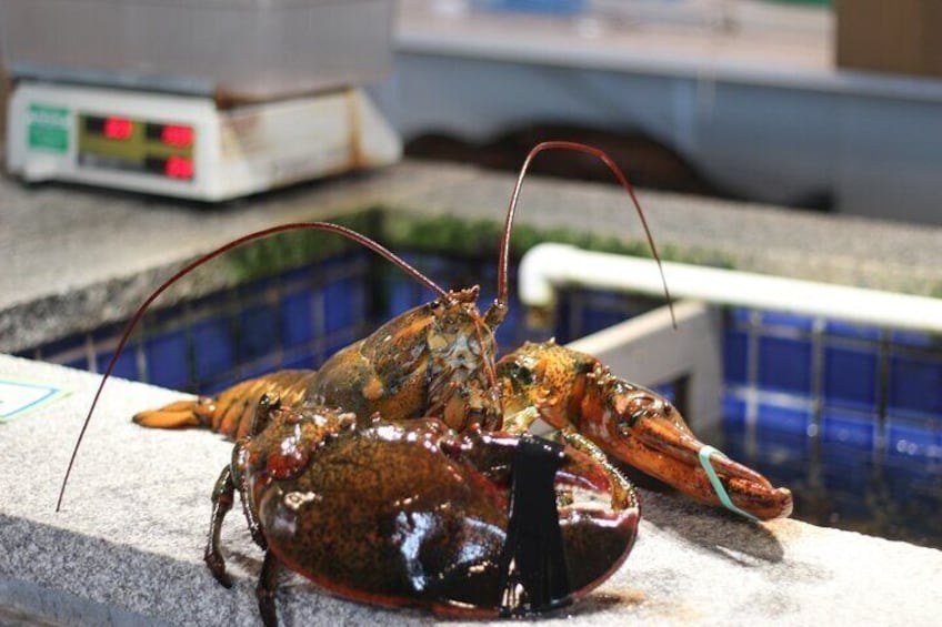 American Lobster at seven poundsj