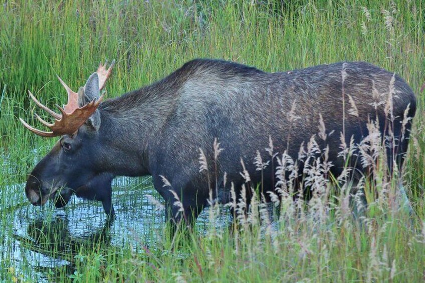 Wildlife Sighting