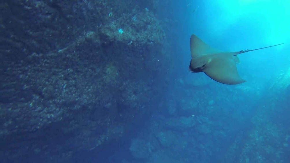 Angra do Heroísmo: Snorkeling Tour by boat
