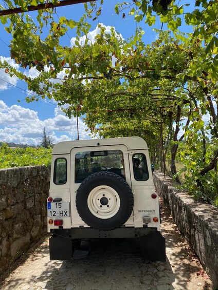 Douro Valley wine safari with wine tastings and lunch