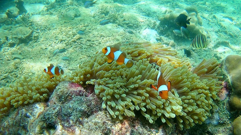 Picture 5 for Activity Krabi: Freediving and Snorkeling at Yawasam and Talu Island
