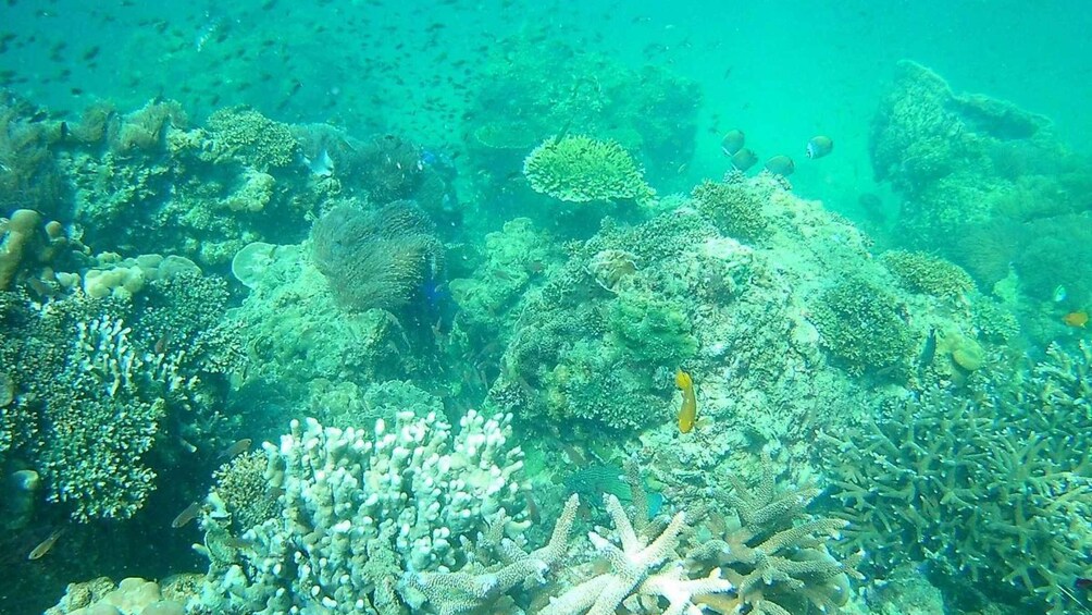 Picture 9 for Activity Krabi: Freediving and Snorkeling at Yawasam and Talu Island