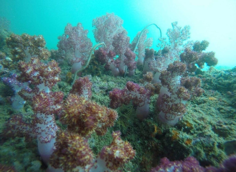 Picture 18 for Activity Krabi: Freediving and Snorkeling at Yawasam and Talu Island
