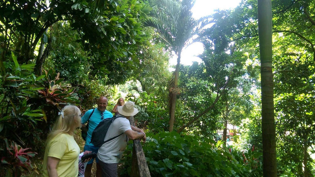 Picture 6 for Activity Grenada: Half-Day Island Tour with Waterfall Swim Stop