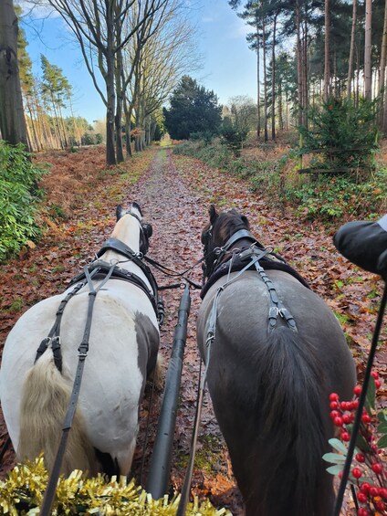 Picture 1 for Activity York: Horse Drawn Carriage Ride Around the Countryside York