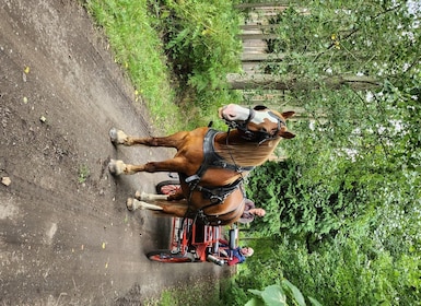 York: Privat tur i hestevogn