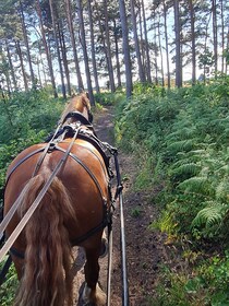 ヨーク：馬車に乗って田園地帯を散策 ヨーク