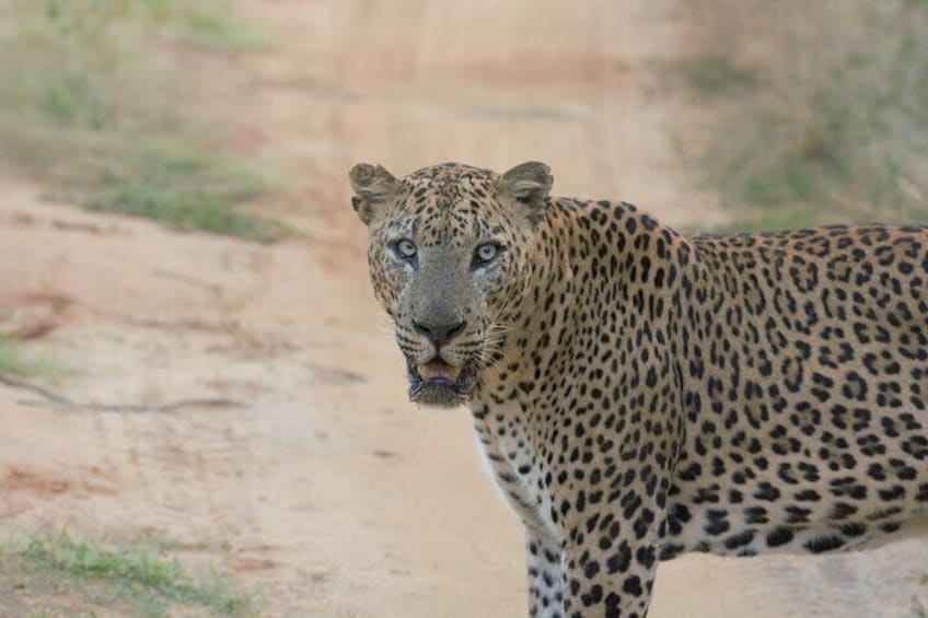 Private Safari in Yala National Park Morning or Evening