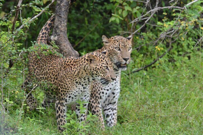 Yala Best Extended Half Day Safari By Ceylon Leopard Safari