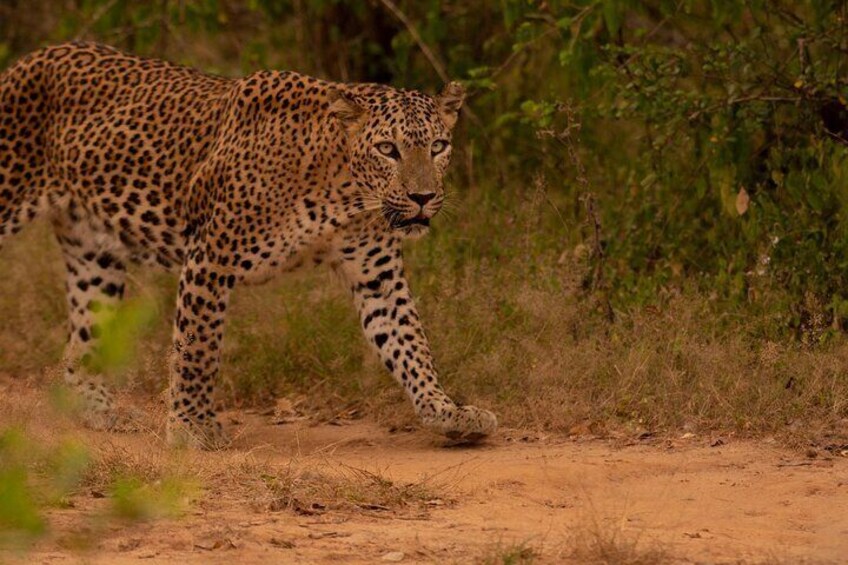 Private Safari in Yala National Park Morning or Evening