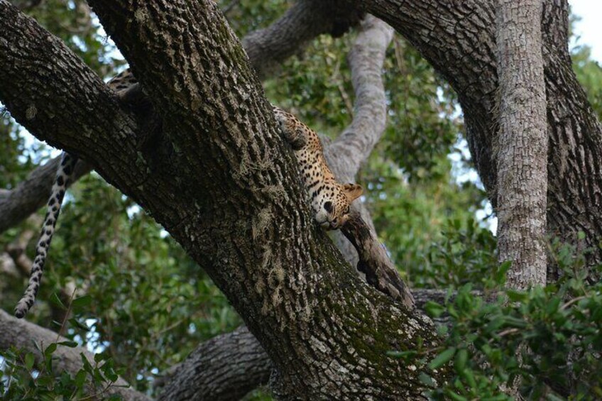 Yala National Park Best Half Day Safari By Ceylon Leopard Safari