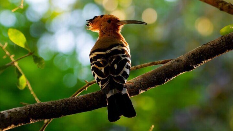 The Eurasian hoopoe is common in its range and has a large population