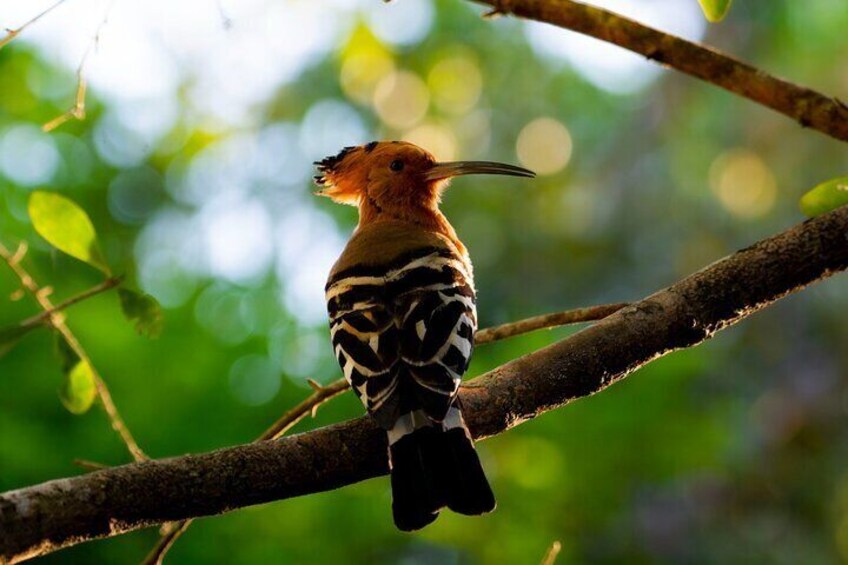The Eurasian hoopoe is common in its range and has a large population