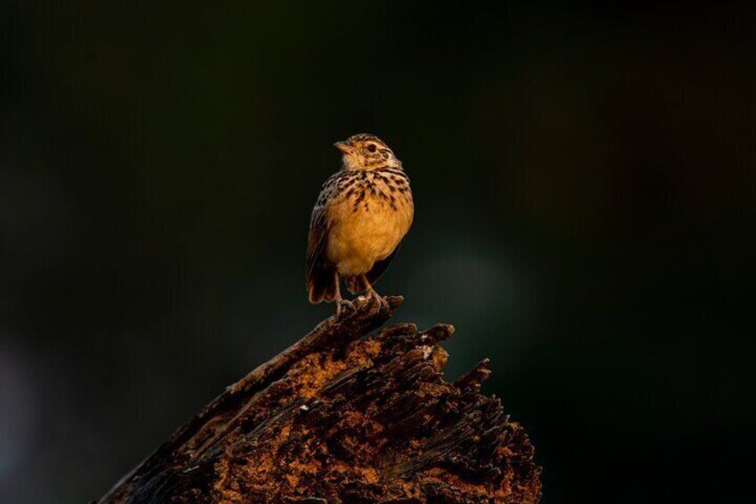 Private Safari in Yala National Park Morning or Evening