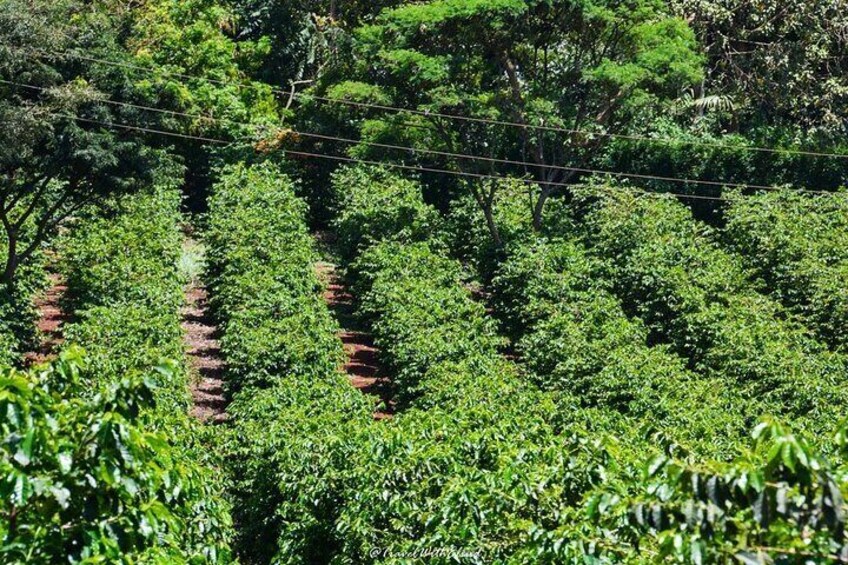 Fairview Estate Coffee Farm Tour With Pick up
