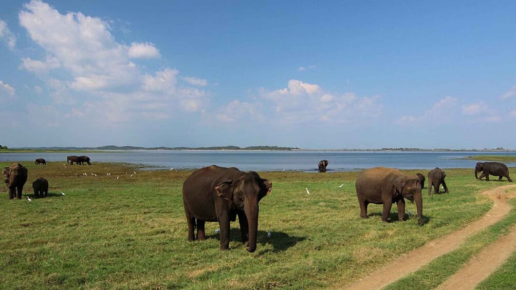 Picture 2 for Activity From Bentota: 2-Day Tour to Wild Wonders and Galle Fort