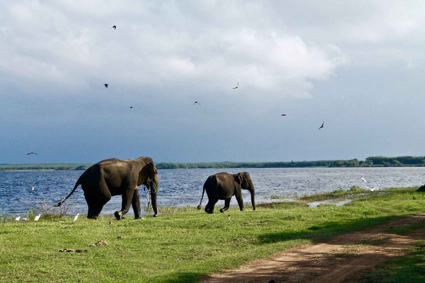 Picture 5 for Activity Sri Lanka Bentota: 2-Day Tour to Wild Wonders and Galle Fort