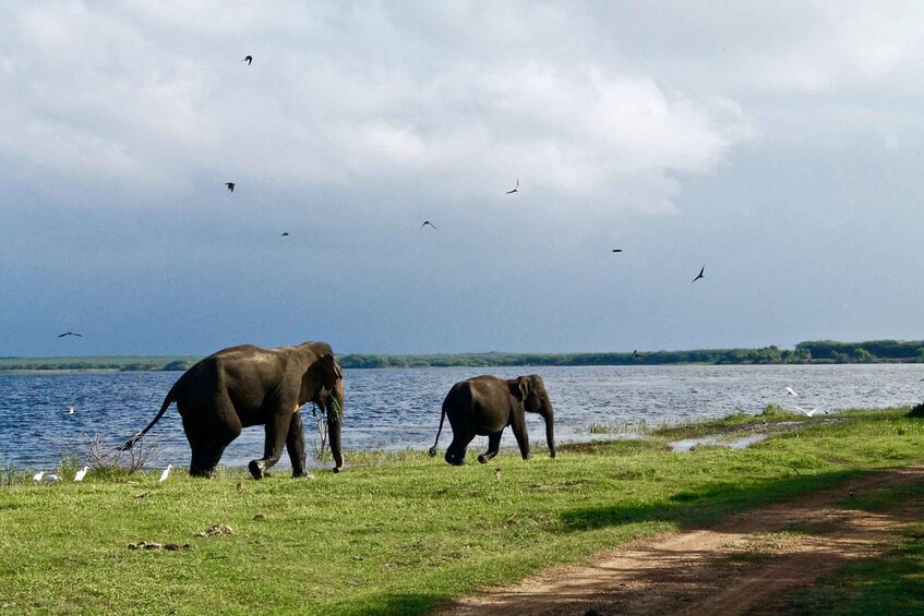 Picture 5 for Activity From Bentota: 2-Day Tour to Wild Wonders and Galle Fort