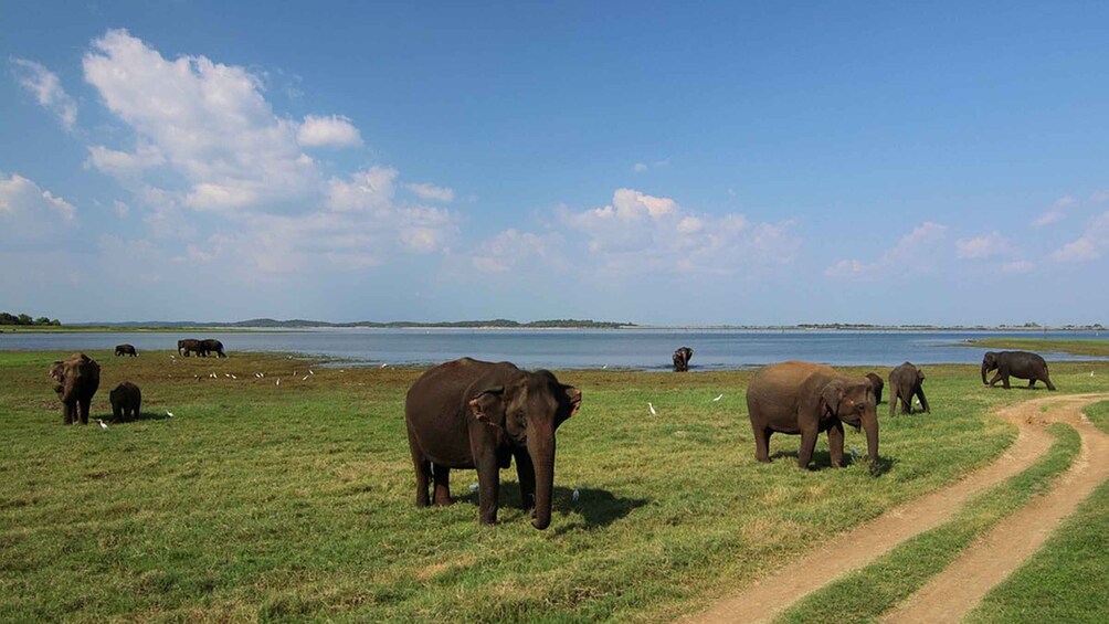 Picture 2 for Activity Sri Lanka Bentota: 2-Day Tour to Wild Wonders and Galle Fort