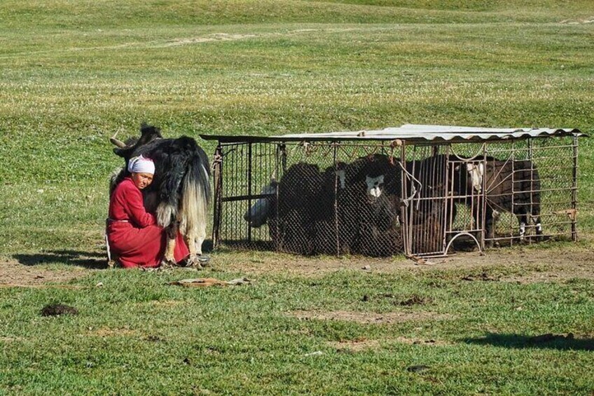 Yak milking