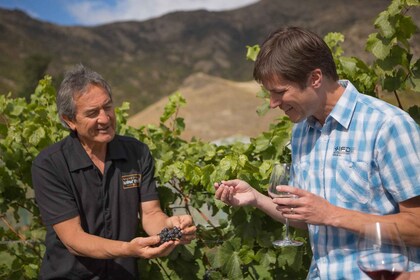 Queenstown : Visite de dégustation de vins de l’après-midi avec 3 établisse...