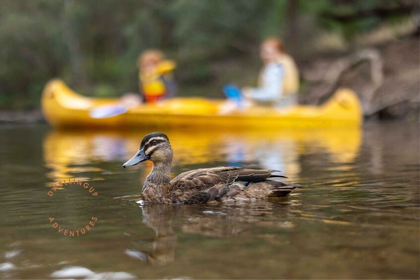 Picture 6 for Activity Dwellingup: Paddle 'n' Picnic Self-Guided Tour