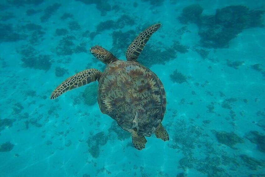 Discovery of sea turtles