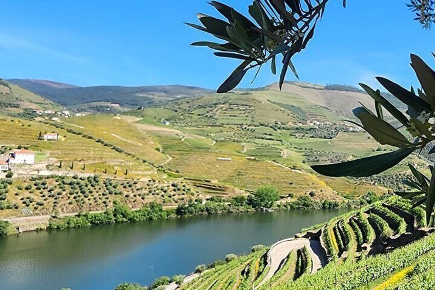 Private Tour Through the Douro Valley (wineries + boat)