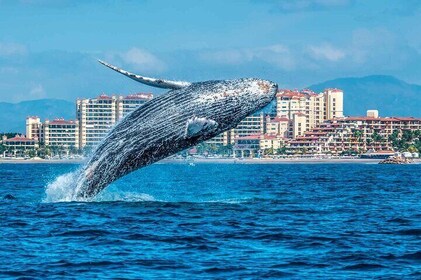 Whale Watching Tour in Samana Bay from Boca Chica