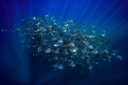 Ocean Safari in La Ventana: Mobula Rays, Dolphins, Orcas & Whales