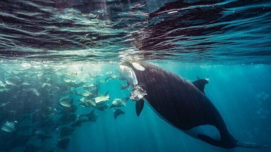 Ocean Safari in La Ventana: Mobula Rays, Dolphins, Orcas & Whales