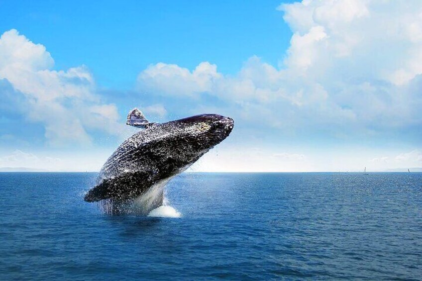 Whale Watching Tour in Samana