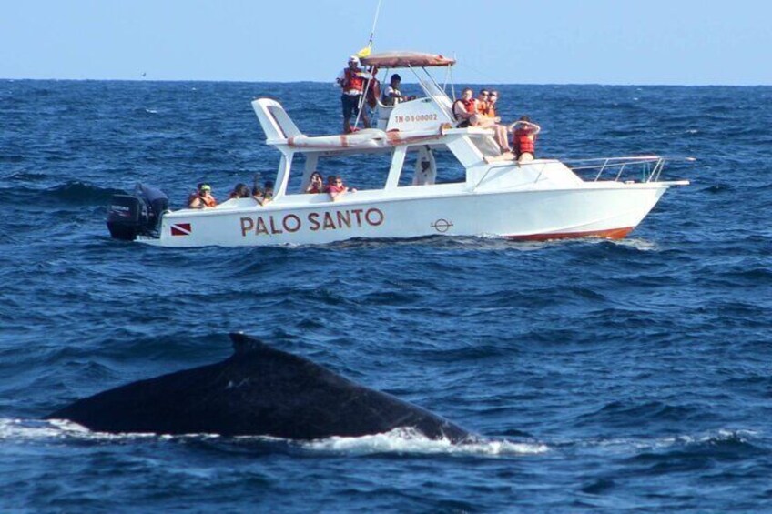 Whale Watching Tour in Samana